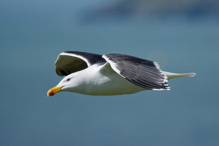 Thumbnail of Great Black-Backed Gull